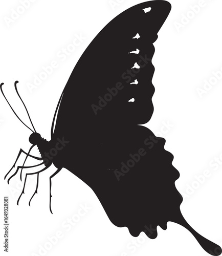 Butterfly Flying Wings spread wide and slightly angled as the butterfly moves through the air with legs tucked. full length silhouette black vector illustration