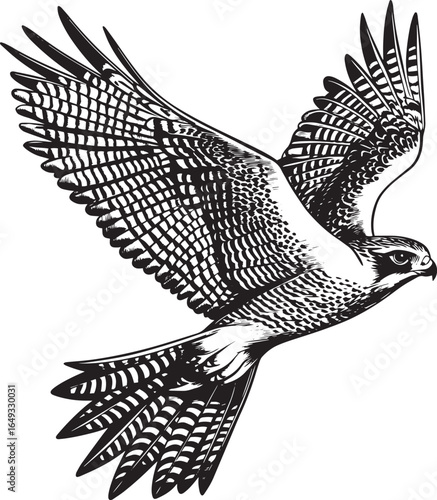 Falcon Soaring Gliding high with wings spread wide body steady tail fanned. full length silhouette black vector illustration