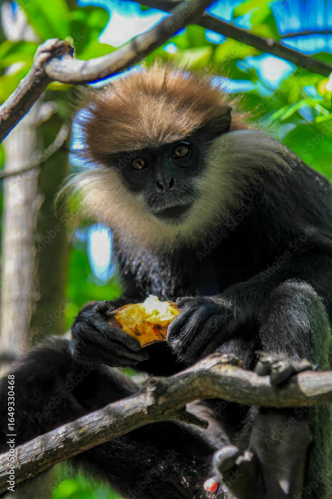 Fototapeta premium A dusky monkey savors a sunlit fruit in lush foliage, embodying Earth Day's biodiversity and Monkey Buffet Festival vibrance