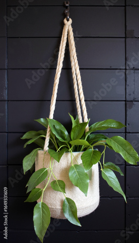 Hanging planter, green leaves, black wall, rope, indoor, modern, natural decor