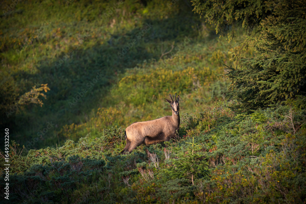 Obraz premium adult chamois buck on a mountain meadow at a summer morning 