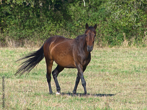 Brown horse with black mane wathing camera