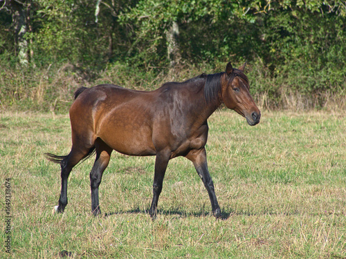 Brown horse with black mane walking and posing
