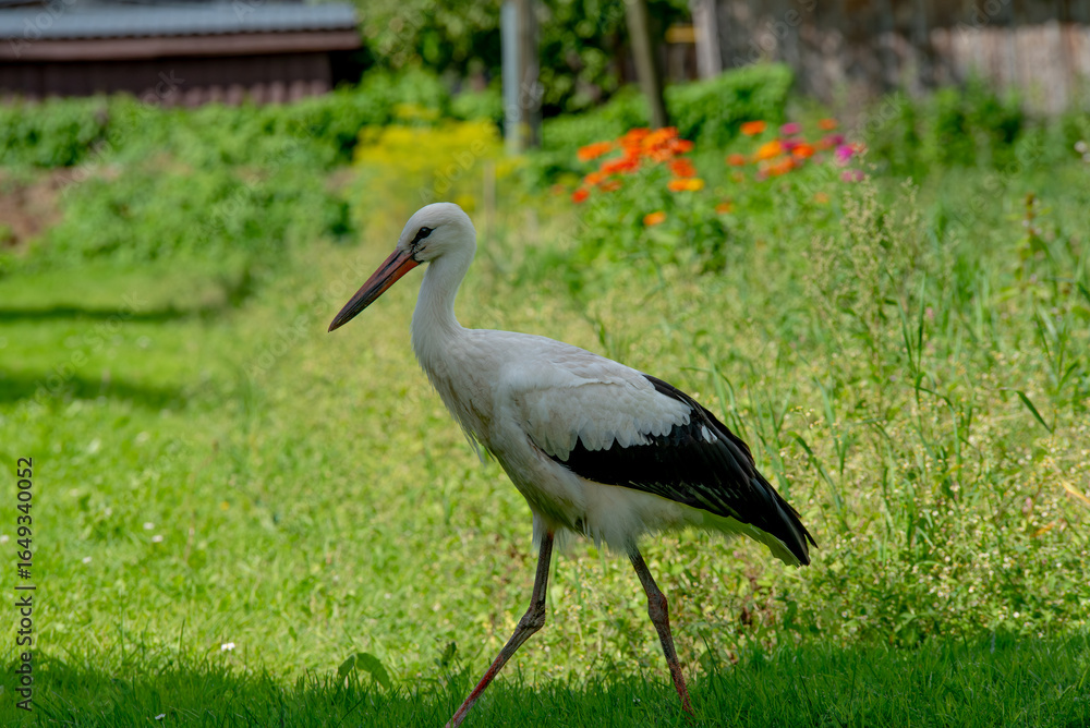 Obraz premium A white stork walking on green grass near colorful garden flowers on a sunny day.