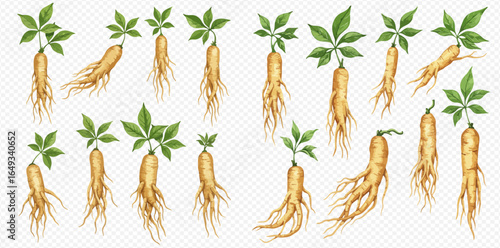 Collection of ginseng roots and plants, various sizes and angles, detailed illustration.