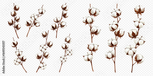 Collection of cotton plant branches with fluffy white bolls and brown stems, isolated on white.