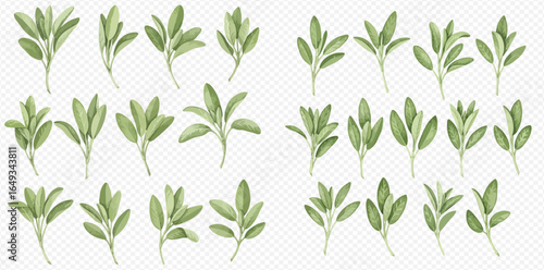 Collection of watercolor-style sage sprigs, various sizes and arrangements.