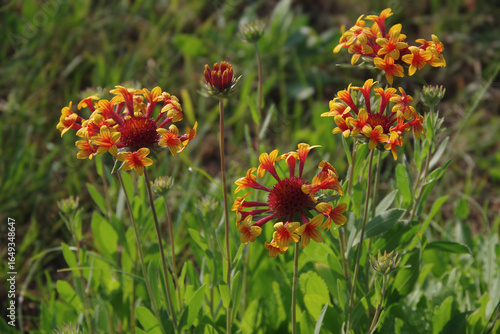 Red and yellow flower, Arizona sunshine. Perennial gaillardia plant in garden against natural background. Close-up. Top view. Selective focus.