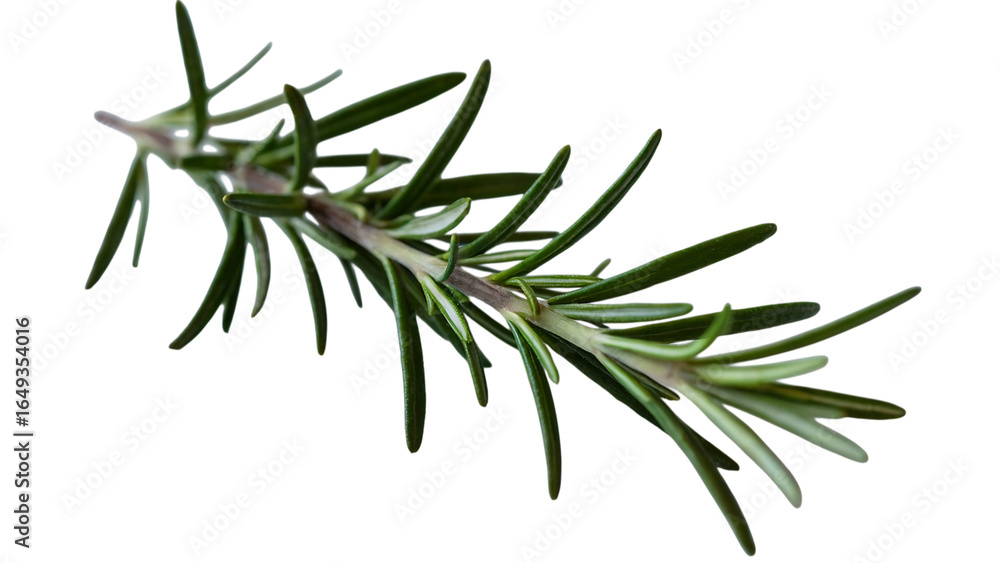 Obraz premium Fresh rosemary branch isolated on transparent background, an aromatic herb used for seasoning and flavoring various culinary dishes