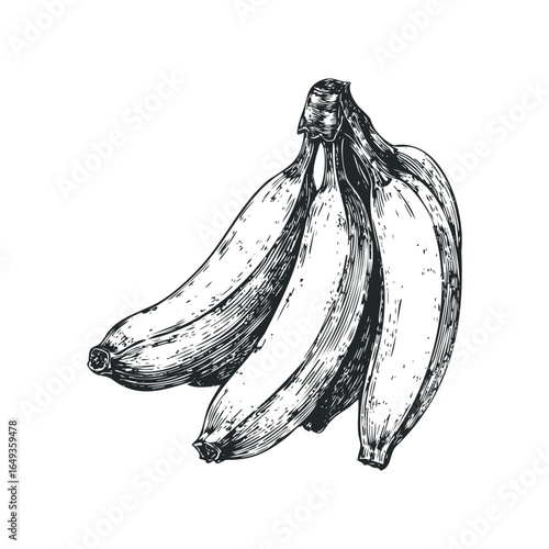 Engraved bunch of ripe bananas on white background
