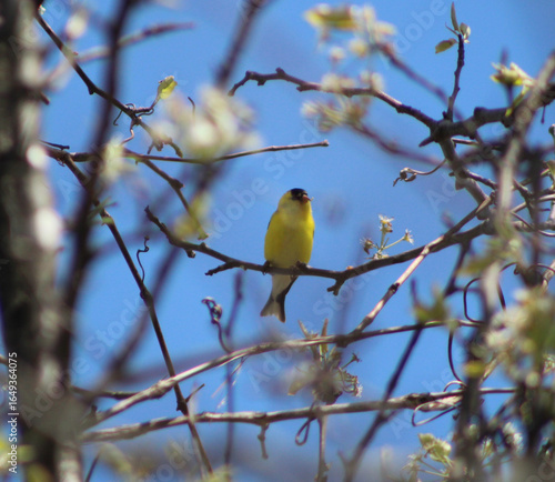 Goldfinch on a branch