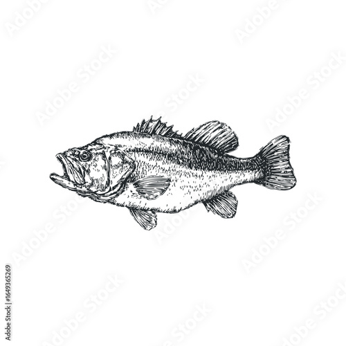 Detailed Black and White Sketch of a Bass Fish with Open Mouth