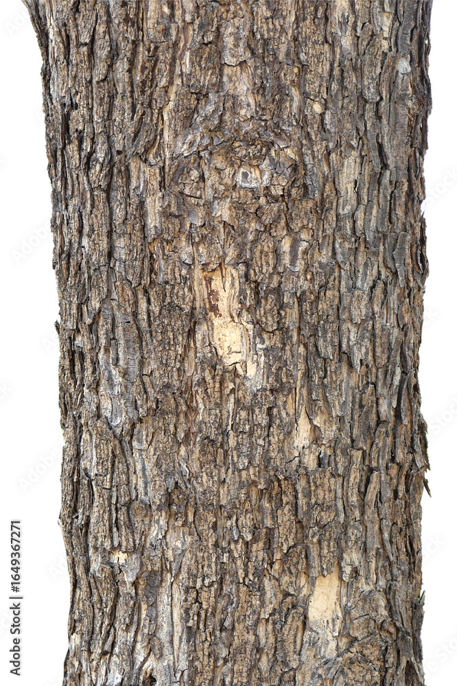 Fototapeta premium Tree trunk isolated on white background.