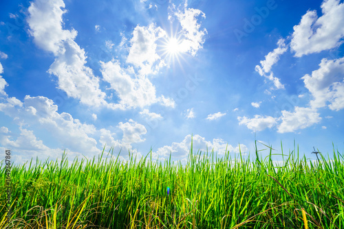 Scenic view landscape of Rice field green grass with field cornfield or in Asia country agriculture harvest with fluffy clouds blue sky daylight background.