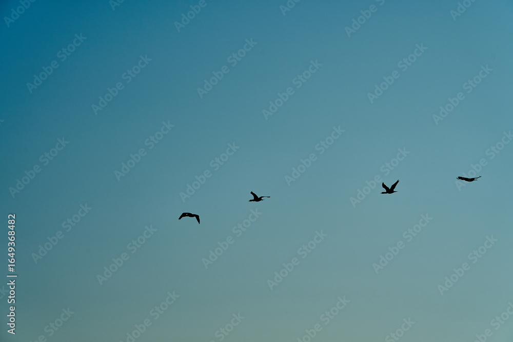 great cormorant high up in the sky on the curonian spit. great cormorant high up in the sky on the curonian spit.