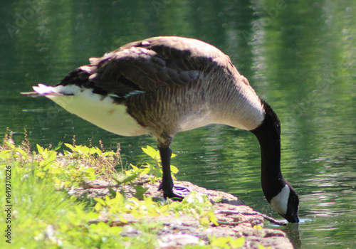 Canada goose drinking water
