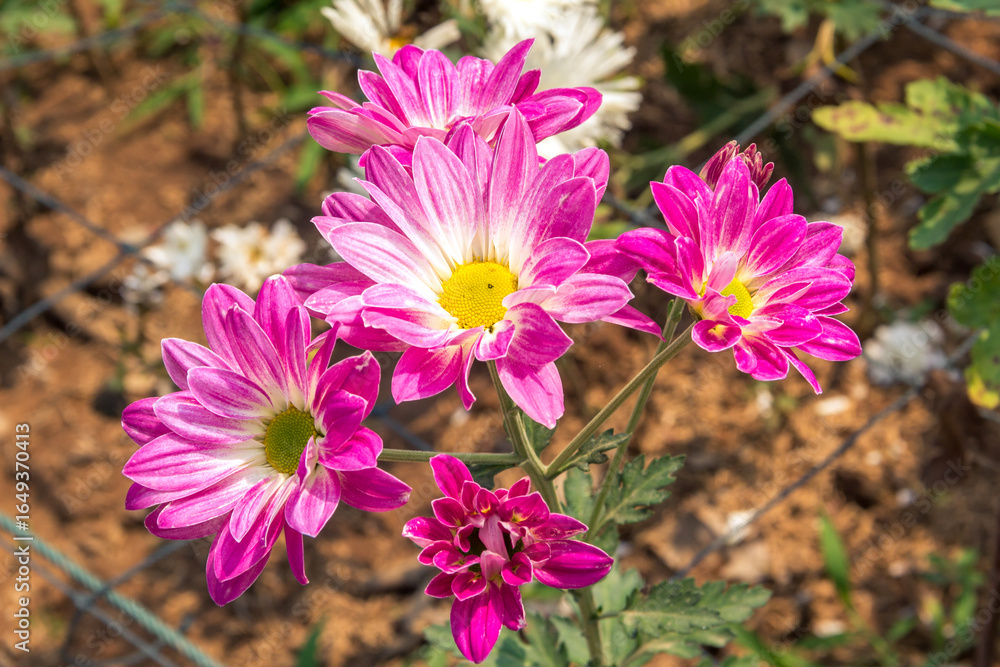 Fototapeta premium Flowers in the garden. Beautiful flowers in natural light. Background of flowers.