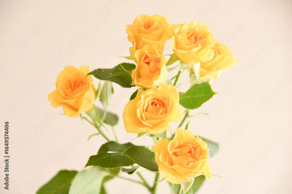 黄色い薔薇