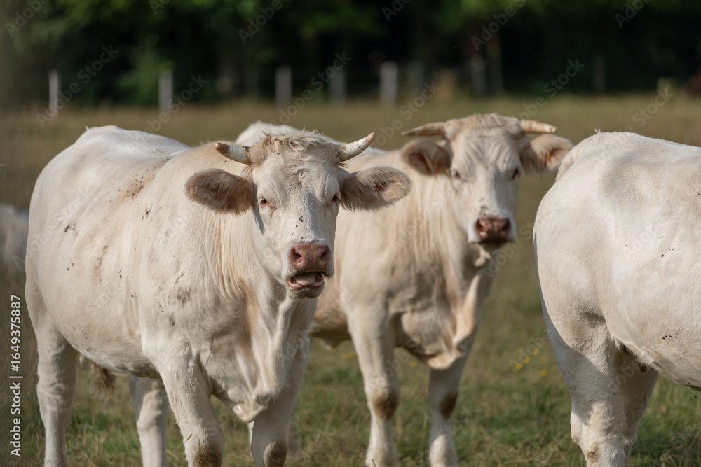 Two white Charolais cows standing on grassy pasture in natural sunlight
Two white Charolais cows standing on grassy pasture in natural sunlight