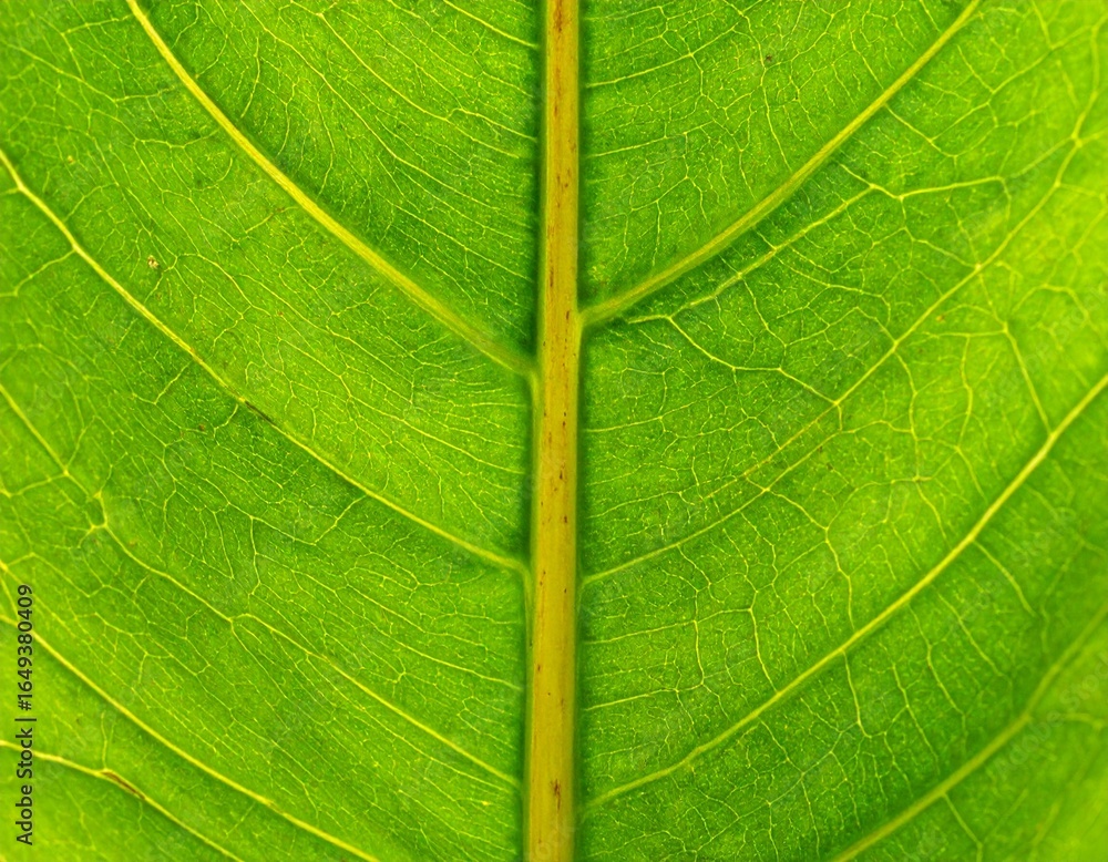Obraz premium Leaf vein texture, abstract, green, background