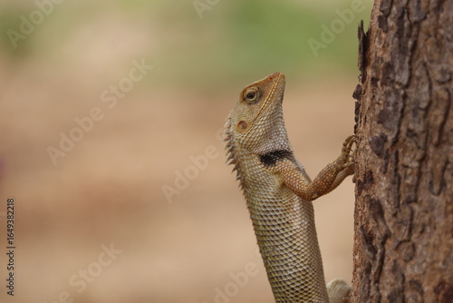 Gardeon Lizard