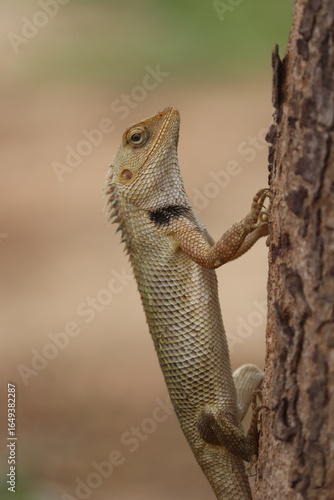 Gardeon Lizard