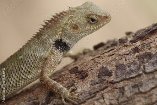 Gardeon Lizard