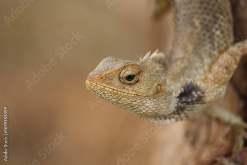 Gardeon Lizard