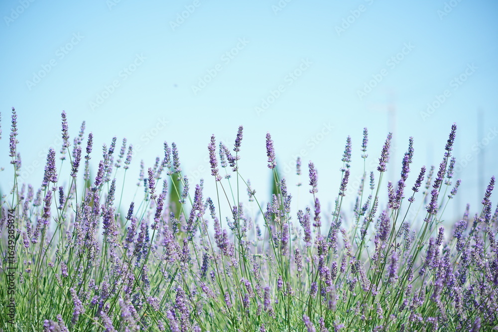 Obraz premium Close-Up of Vibrant Lavender Flower Spikes Reaching Toward a Bright Blue Sky, Showcasing the Delicate Beauty and Fragrance of Summer in Nature
