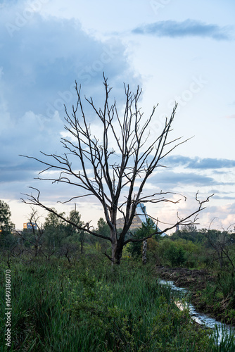 Lone dead tree in a natural wetland on Lucavsala island in Riga, Latvia, with a modern event dome in the background.