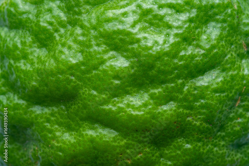 Macro texture of lime peel,Texture of fresh bright green lime peel, closeup, copy space. Macro of orange fruit. Citrus fruit background.