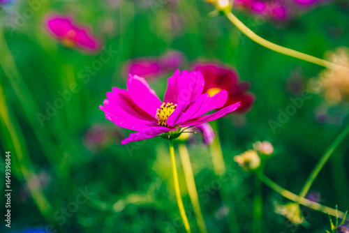 Beauty flower on background in flowering garden.