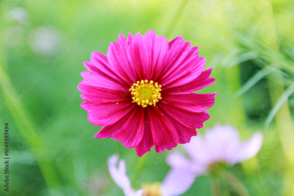 Obraz premium Beauty flower on background in flowering garden.