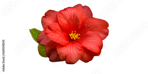 Wallpaper Mural Vibrant Red Hibiscus Flower with Yellow Stamens and Green Leaf, cut out transparent Torontodigital.ca