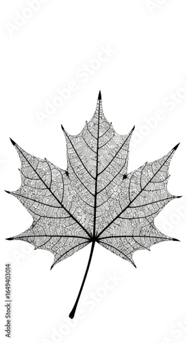 Detailed close-up of a maple leaf skeleton, showcasing intricate vein patterns and delicate structure.