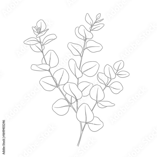 Detailed line drawing of eucalyptus leaves and branches.