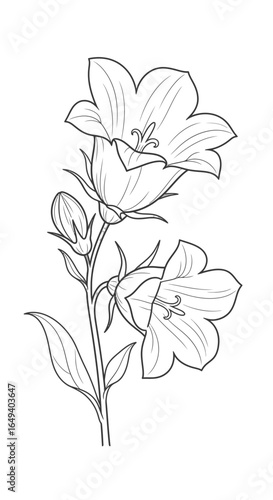 A delicate line drawing of two bellflowers in bloom with a bud on a stem, showcasing intricate petal details and leaves.