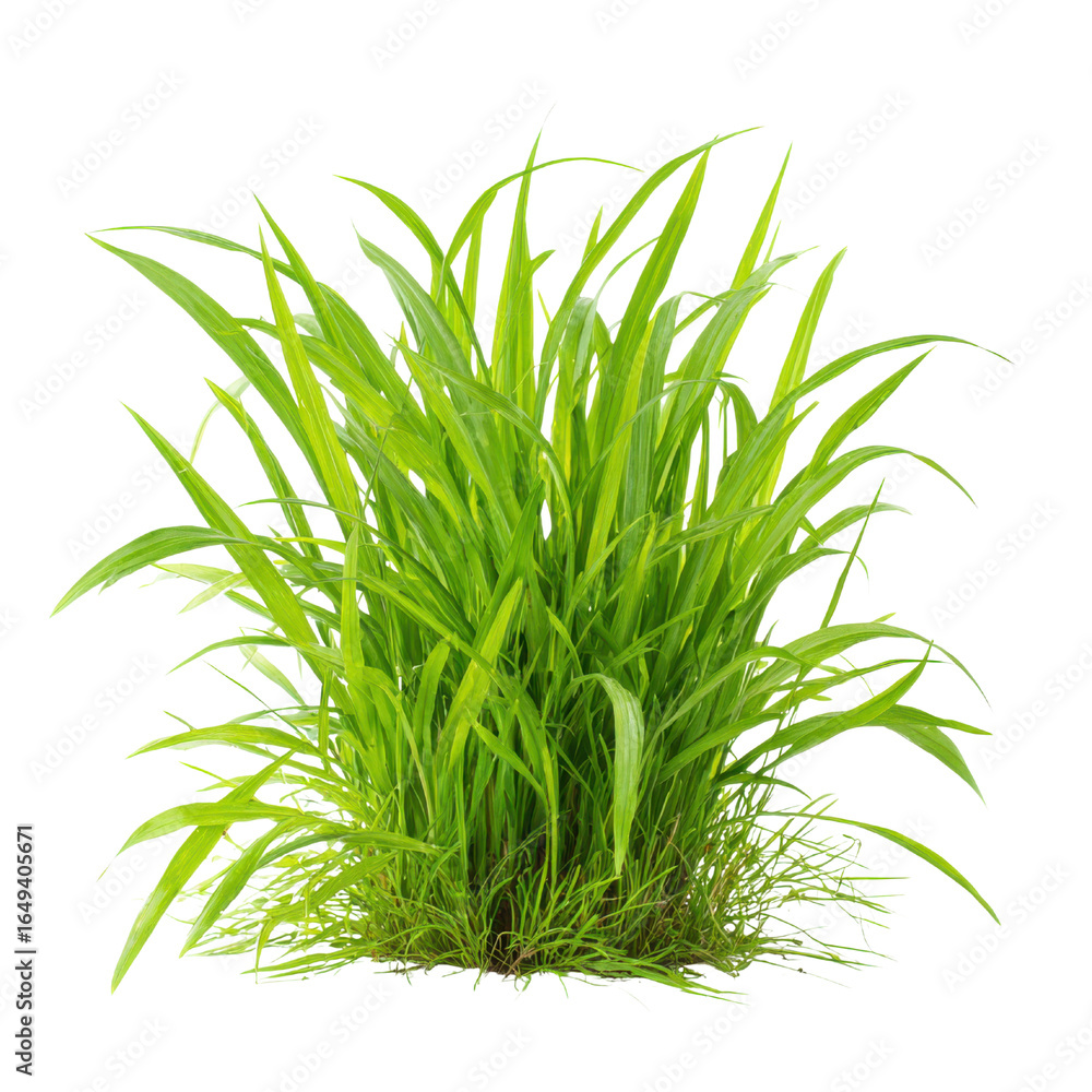 Fototapeta premium Lush Green Aquatic Plant Bunch with Fine Roots on Black Background aquarium plant water plant, Isolated On White, Png Transparent, Cut Out