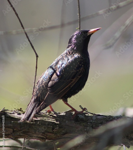Starling on a branch