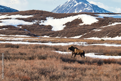 Moose standing in a field with snow on the Denali Highway