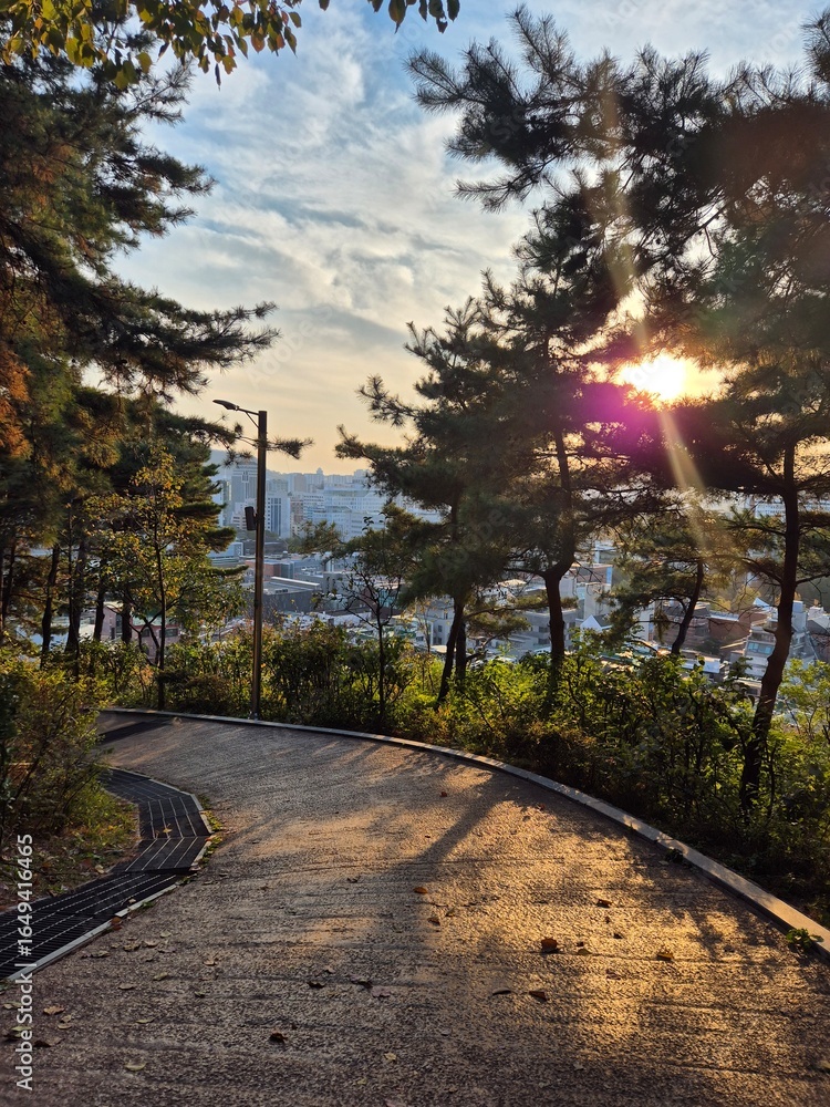 Obraz premium Sunset Path through Pine Trees in Naksan Park, Seoul, South Korea
