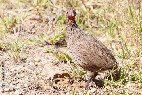 Swainson's Spurfowl, Swainson's Francolin, Chikwari (Pternistis swainsonii) in grassland savannah, Limpopo, South Africa, Food delicacy, hunted for pot