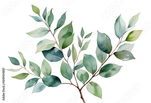 Fresh eucalyptus leaves on branch isolated for natural decor display
