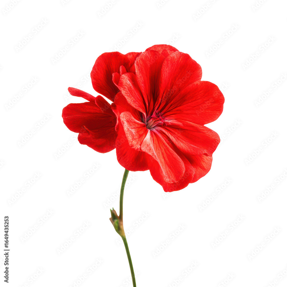 Obraz premium Vibrant Red Geranium Flower with Green Stem on Black Background red flower bloom, Isolated On White, Png Transparent, Cut Out
