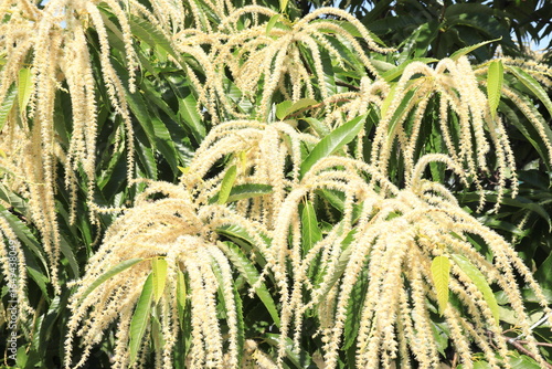 栗の花の写真