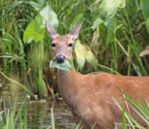 White-tailed deer eating a leaf