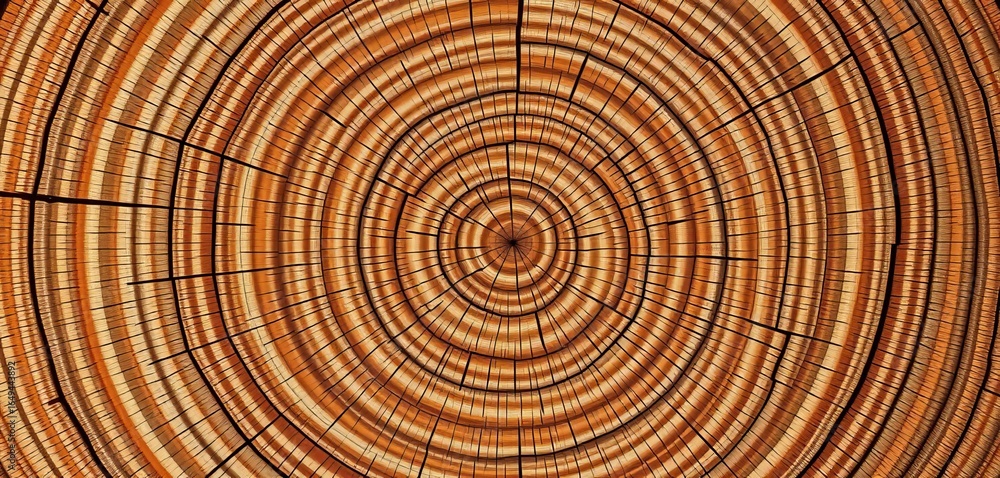 Naklejka premium Intricate wood grain, concentric rings, natural texture background, organic, growth rings