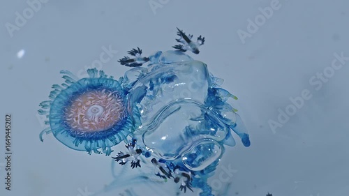 animals, the blue sea dragon, also known by other names: azure dragon, blue dragon, sea swallow, or blue angel.the blue dragon is actually quite small,