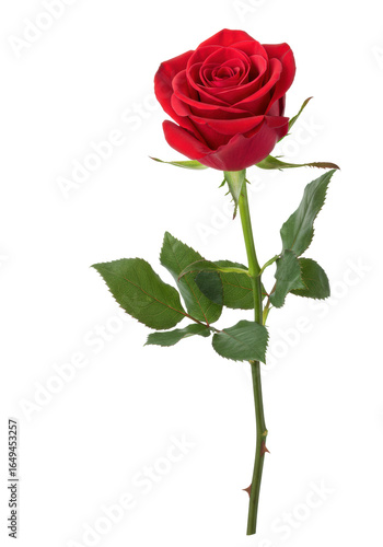 A single vibrant red rose with a long curved green stem, sharp thorns, and dark green leaves, isolated on a transparent background, concept of natural perfection and love