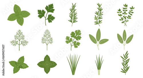 Illustration showing a variety of herbs including basil parsley rosemary dill sage chives and thyme